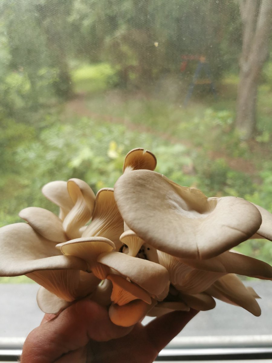 Ole Dwyer tweet media