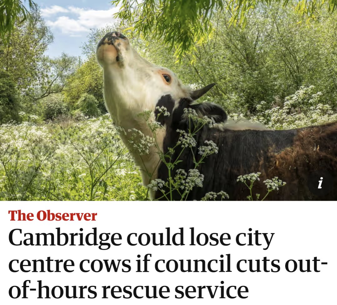 Sad state of affairs when a city can't afford a 24 hour cow rescue service. Can't they just close a library or something?