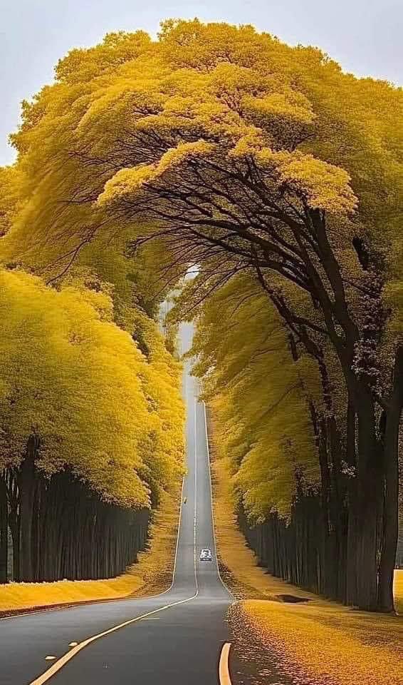 MateiasVirginia's tweet image. We were all meant to reunite
After these many years
Bound by a vow
Made by the souls of four children
In the shade of the old linden tree
But it was just me - and the shadows, three
A sad dud
The truth
Time leaves nothing untouched.

#vss365 #dud #Writing Commmunity