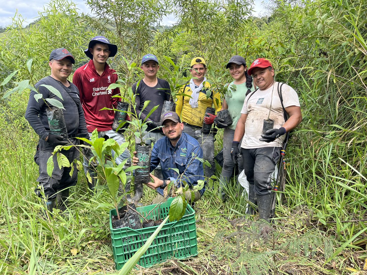 fundsrosa's tweet photo. Avanza en la reforestación en la vereda Santa Rosa de Maripí. 

Con el objetivo de cumplir con el Plan de Manejo Ambiental, se lleva por estos días el programa de compensación biótica de la empresa @EsmeraldasSanta. Reforestamos 2,7 hectáreas con especies nativas de la región. https://t.co/QCoWJAndny