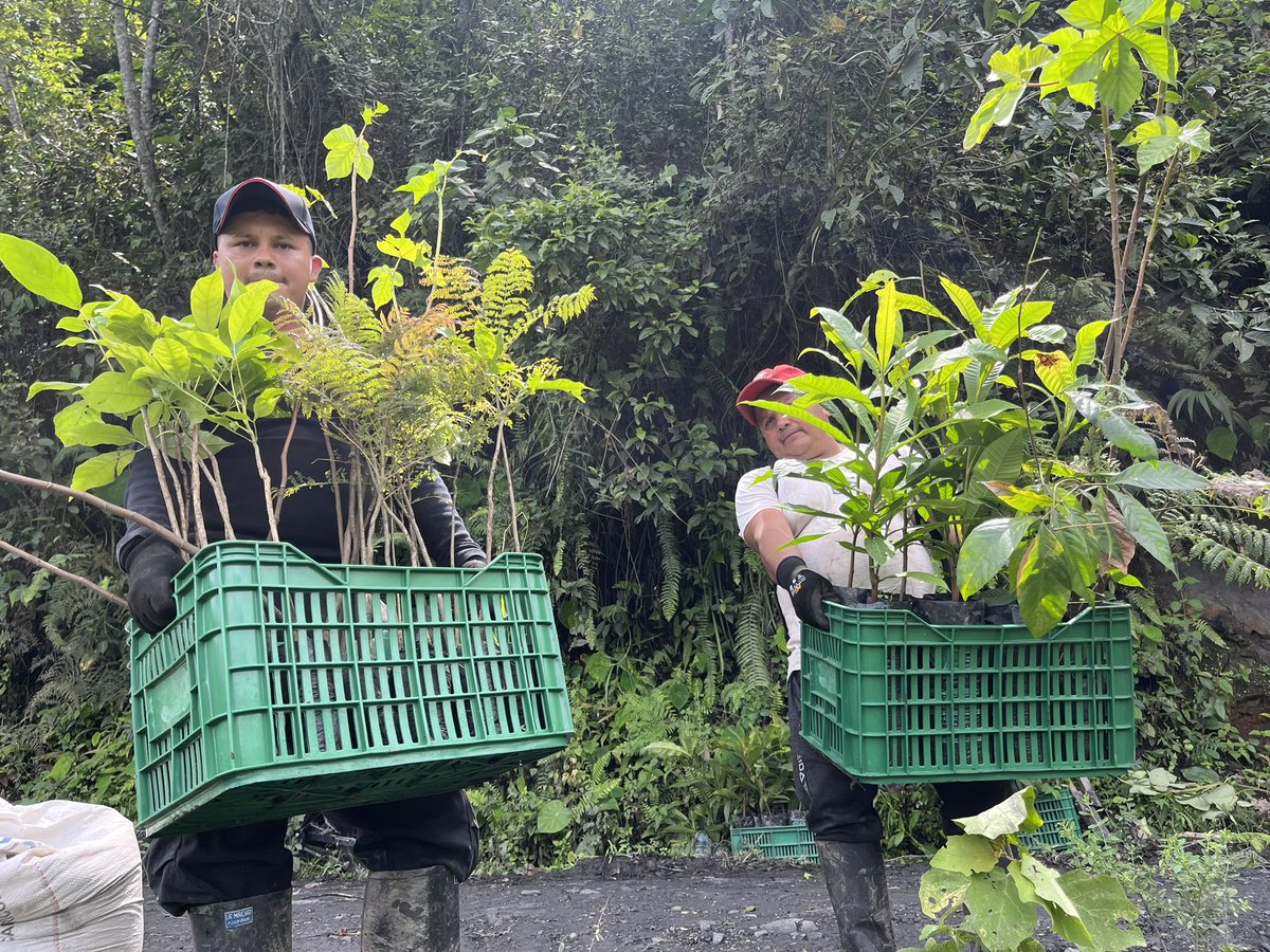 fundsrosa's tweet photo. Avanza en la reforestación en la vereda Santa Rosa de Maripí. 

Con el objetivo de cumplir con el Plan de Manejo Ambiental, se lleva por estos días el programa de compensación biótica de la empresa @EsmeraldasSanta. Reforestamos 2,7 hectáreas con especies nativas de la región. https://t.co/QCoWJAndny