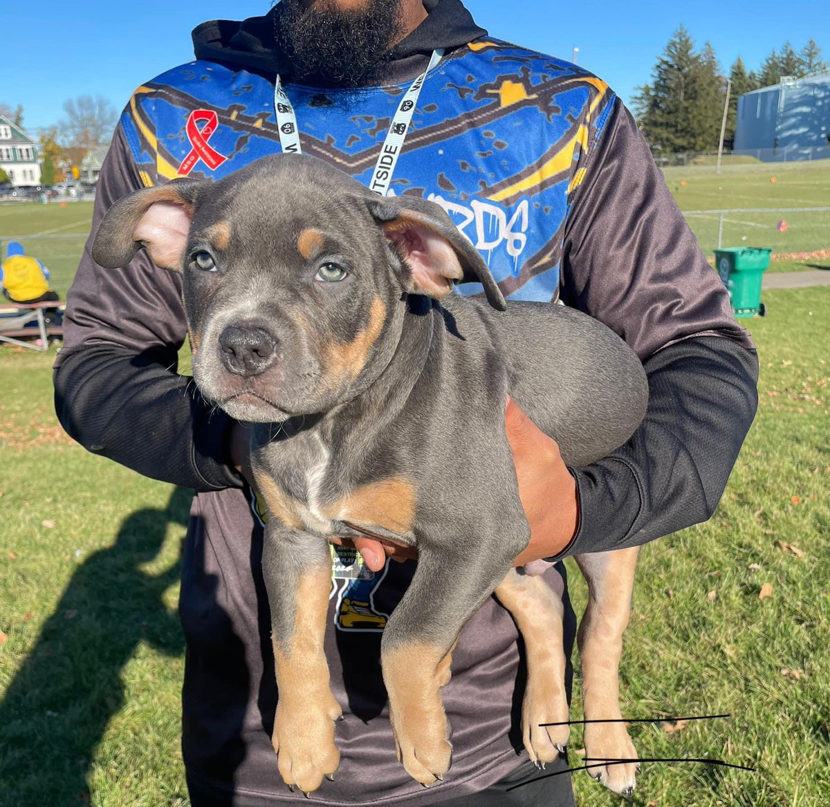 MvpBreezo's tweet photo. Brought this handsome boy to the game yesterday ๐ heโs looking for a loving home ๐ #dogdad #bullyxl #Dog https://t.co/i7hnIUBdm5