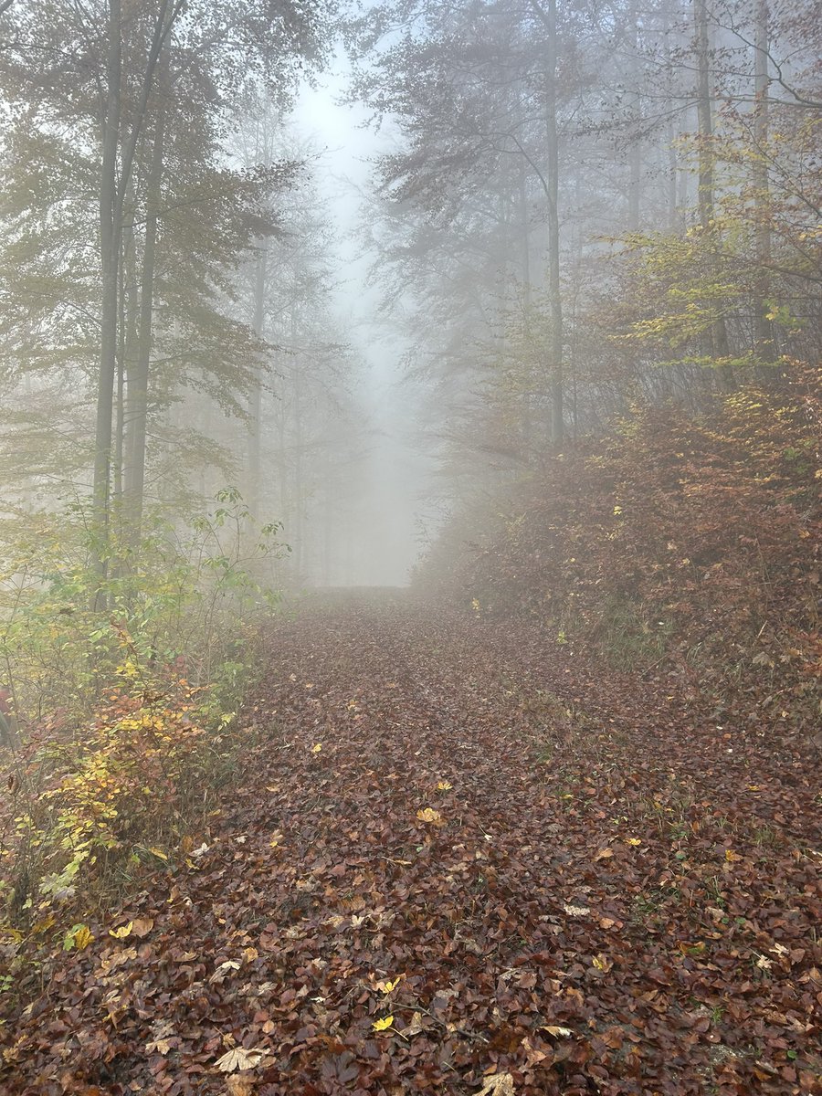 In the midst of the mist. A nice 9.5 mile hike up to Schloss Lichtenstein today! Glad I purchased hiking shoes yesterday, but my feet will hate me tomorrow!