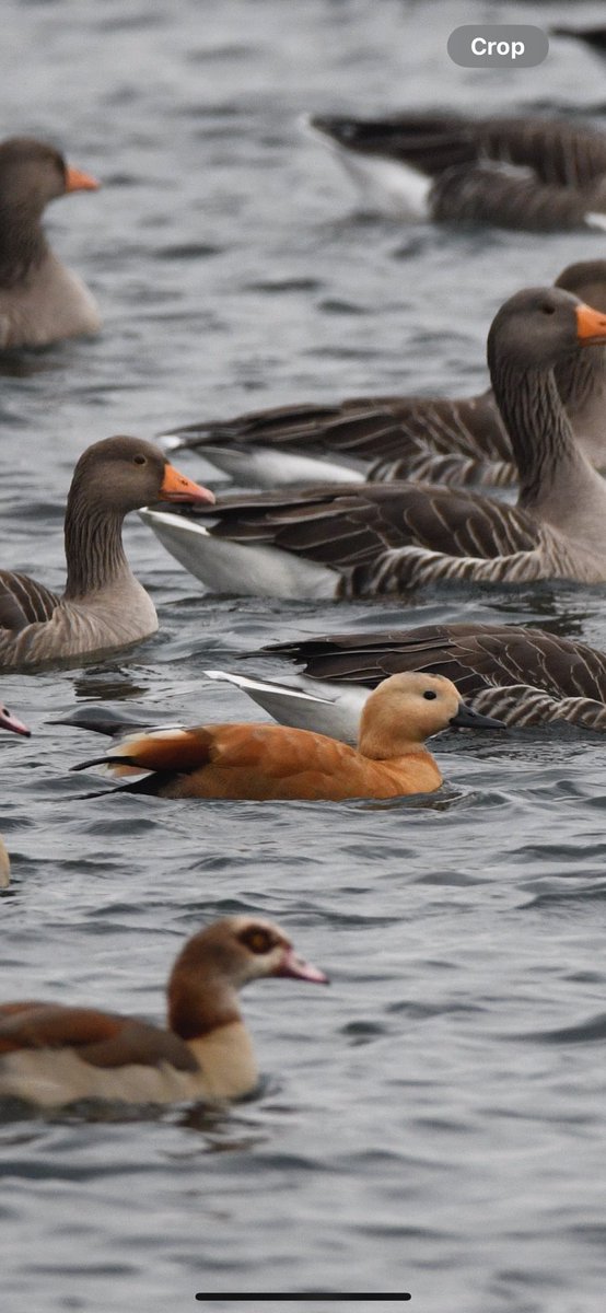 Rfgettings's tweet photo. Ruddy Shelduck near Newark, Notts today 
#shelduck #ruddyshelduck https://t.co/SMqwAYRFeR