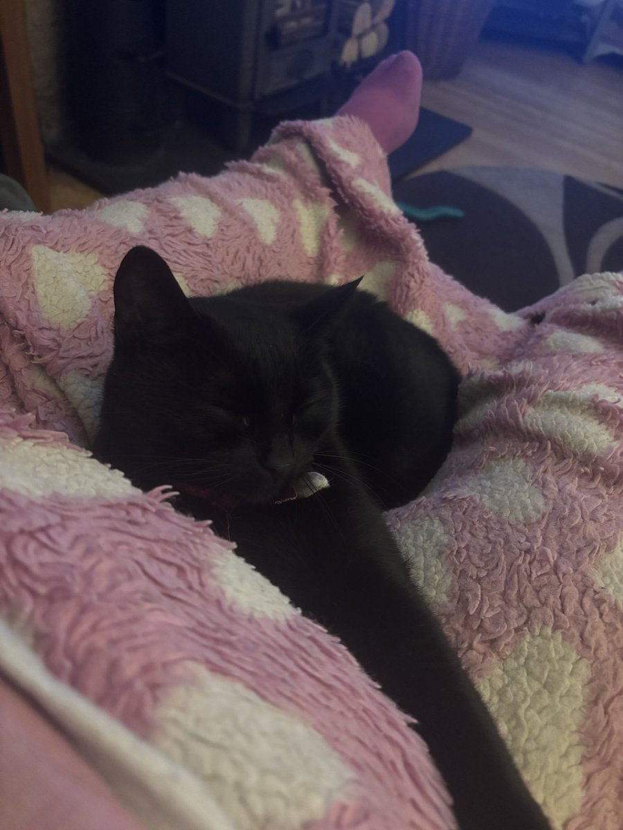 Henry 🐾❤️ (With Assistance from Buzz 🌈 & Woody) (@henry_is_me) on Twitter photo Did I ever tell you how much I love me one to one time with Mummy? Also how much I love Pink Blanket? I have to share them both but I love Pink Blanket the most - Woody 🐾❤️ Did I ever tell you how much I love me one to one time with Mummy? Also how much I love Pink Blanket? I have to share them both but I love Pink Blanket the most - Woody 🐾❤️