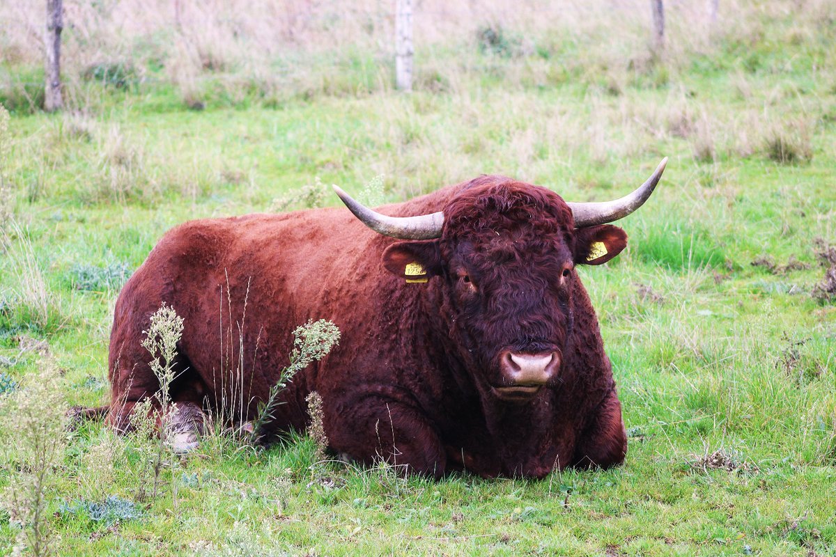 Deze rode geus stier lag er gisteren lekker relaxt bij in <a href="/KanaalparkR/">Kanaalpark Rosmalen</a> 
<a href="/FREE_Nature/">FREE Nature</a>