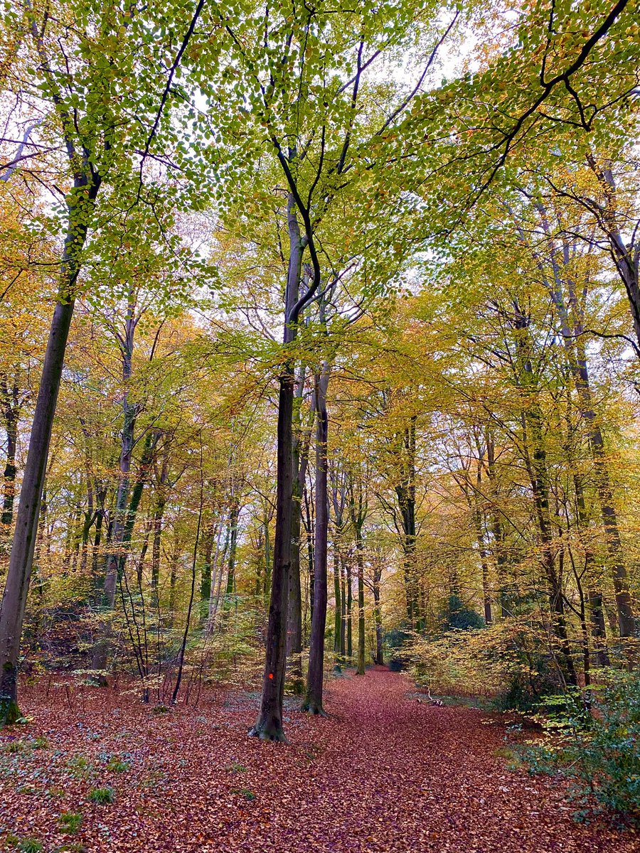 metoffice's tweet photo. Thank you for sending in all the lovely autumnal photos today! Here are some of our favourites from @benji_wat, @JClough20, @Saintim58 and @martynpottage 🍂 https://t.co/DtTRNtZpVR