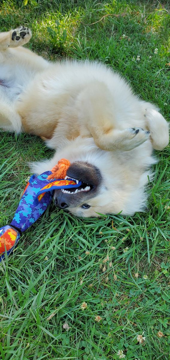 TehAlbi's tweet photo. @daztoons I don't have any gifs, but here are some photos of my idiot daughter and her dumb happy faces.

Teefs = 🌟SO happy🌟 https://t.co/MXuQ0RLPAn