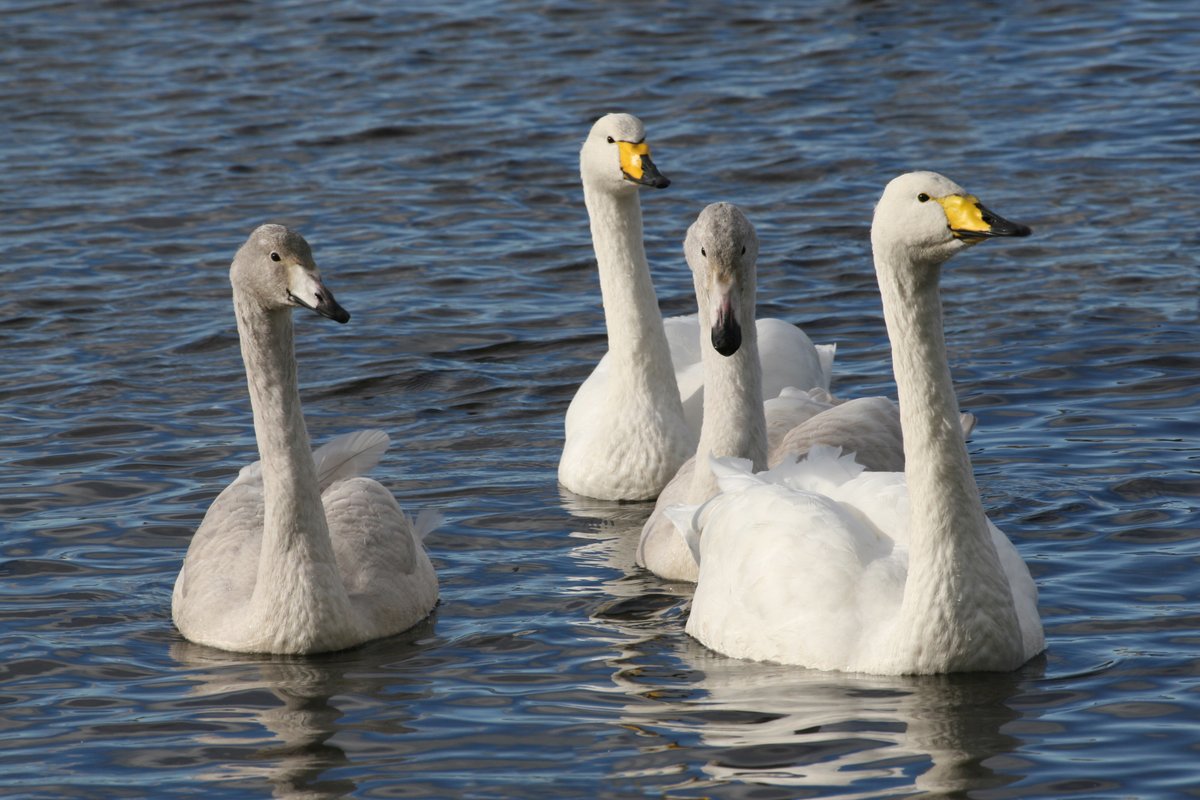 KaneBrides's tweet photo. Back home after our 4 day @WaterbirdCM trip to the Ouse Washes, typing up data begins. We noted the age of 8,216 Whooper Swans with 1,092 (13.3%) of these being cygnets with 1.38 mean brood size. #GSMP_UK. Another successful trip! Back to the day job tomorrow :) https://t.co/3Twl8bzZV0