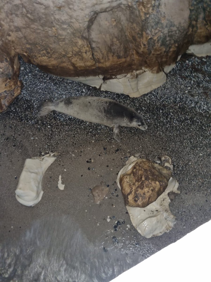 Delphis09457967's tweet photo. כלבת הים מאיה שבה אלינו! הבוקר הגיעה לידינו בשורה מרגשת: חיילי מילואים תיעדו את כלבת הים המוכרת לחוקרי דלפיס, בתוך הנקרות. ד"ר מיה אלסר מדלפיס: "זו הפעם הראשונה בה מתועד כלב ים נזירי בתוך מערות ראש הנקרה". מאיה נצפתה לאחרונה ב־2018 ומאז נראתה באזור לבנון. צילום: אבינועם ברדס https://t.co/rjVcVJPMGv