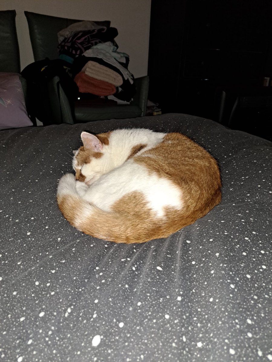 Toby the Cat (@hbo31837745) on Twitter photo 