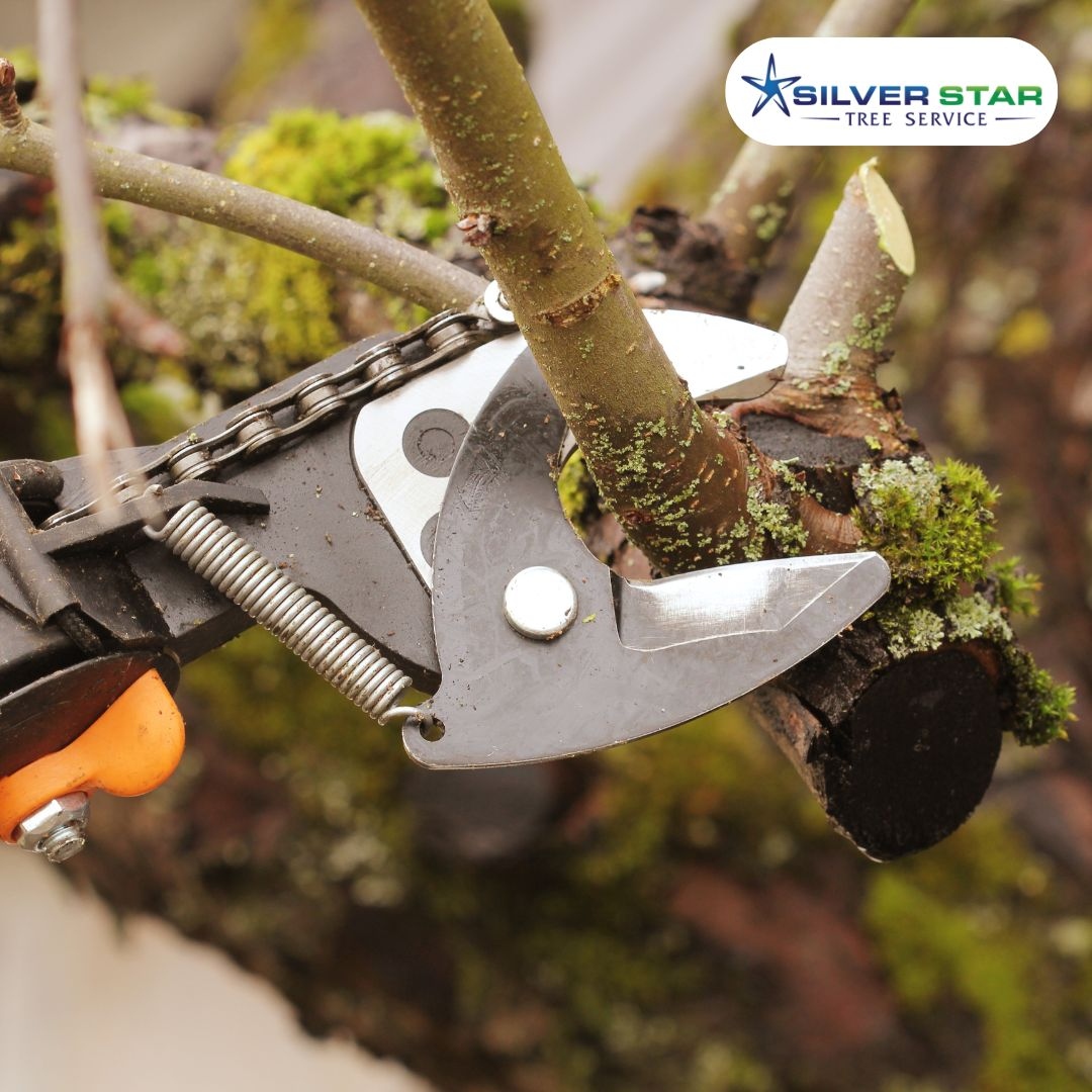 SilverStarTree1's tweet photo. Prune Your Tree Canopy for Growth
Crown reduction helps manage your tree size and shape, keeping it healthy and manageable without compromising its beauty. Let’s reduce the canopy and improve your tree’s health!

Get Started: https://t.co/enDt80OTUG

#TreePruning
#CrownReduction https://t.co/9JX4Y1QoF8