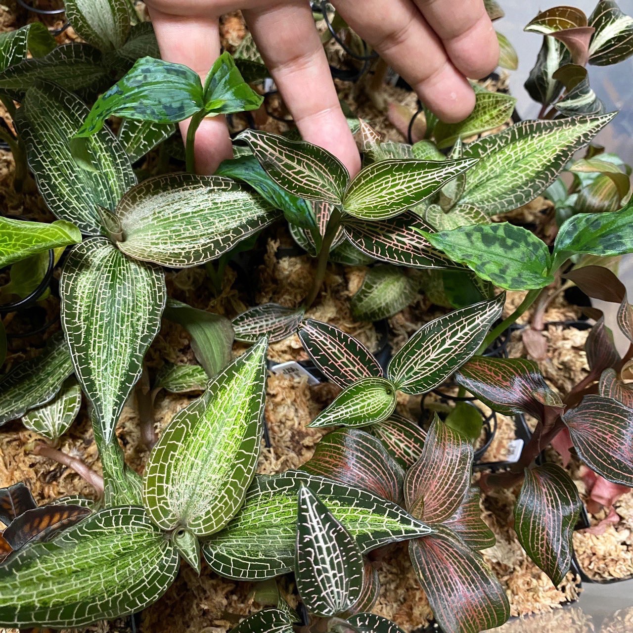 ジュエルオーキッド　THE GAKI 「黄桜」三連休セール！ The GAKI @ジュエルオーキッド (@thegaki_pf) • Instagram photos and