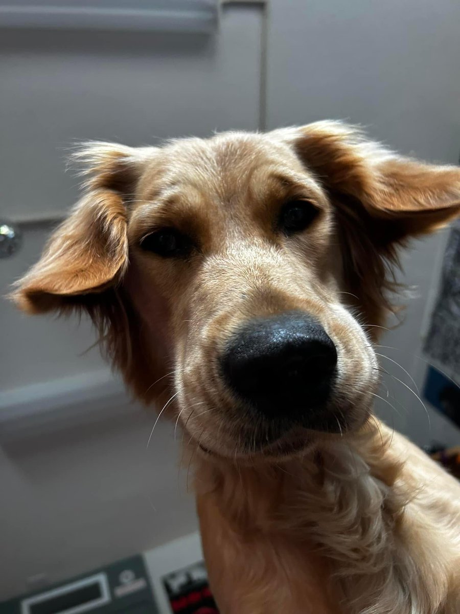 Paws Giving Independence (PGI) tweet media