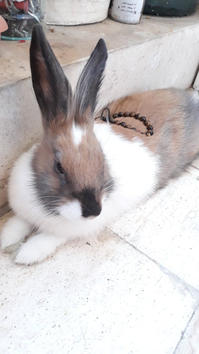 بریم برای ژانر پت 🐇