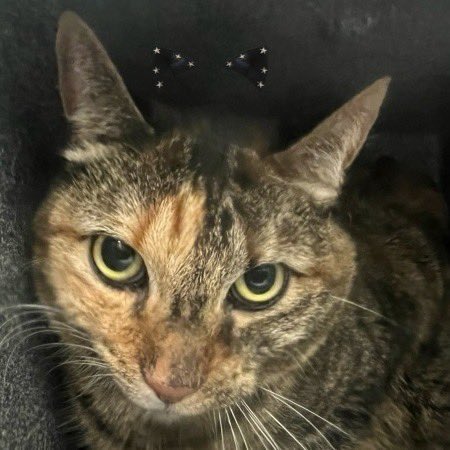 Kimberlykokourt's tweet photo. Beautiful 😻 #Keanu Is A 10 Year Old Spayed Female Brown Tabby #Cat Who Requires A New Hope Partner Rescue To Pull Due To A Bite Incident In The Home! The Owner Requested End Of Life For Keanu But #NYCACC Declined And Suggested Owner To Surrender! #ID212982 #ManhattanACC #CatsOfX https://t.co/A9ME3L0ecj