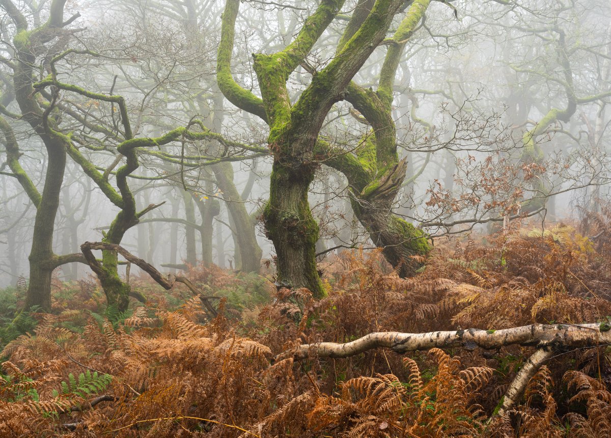 Can't beat a late Autumn woodland scene