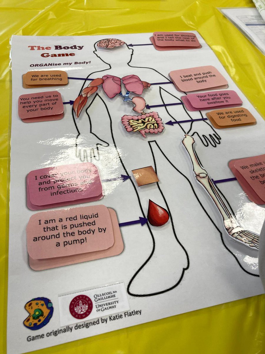 Cellexplorers's tweet photo. Little cells workshops in the RedZone AC203 with Alison & Shannon and their @uniofgalway #cellexplorers team #Littlecells #ScienceWeek2024 #GalwayScience https://t.co/PRNuKhT3Is