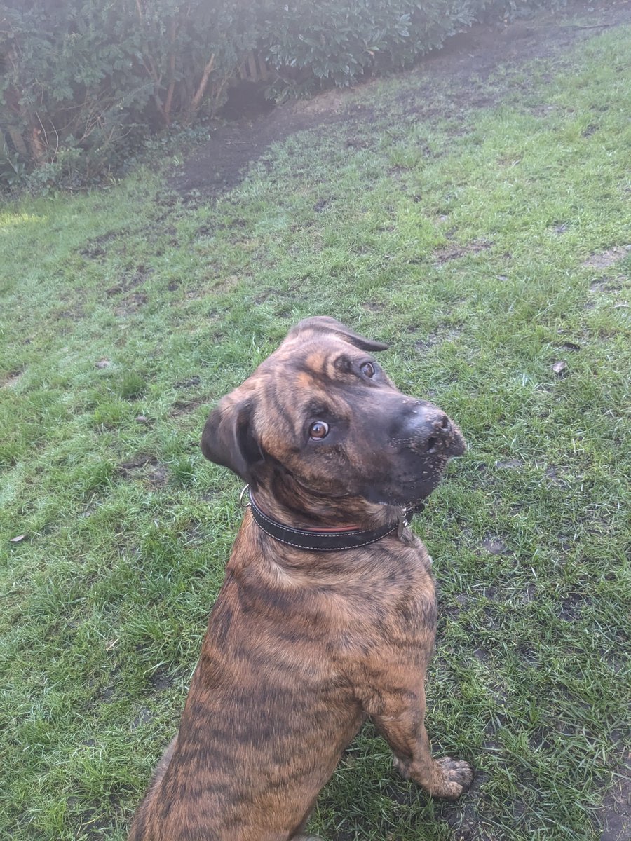 Vor einiger Zeit hat meine Frau angefangen ehrenamtlich im Tierheim zu helfen.
Es war also nur eine Frage der Zeit.

Aber der Dude ist ne großartige Ergänzung und macht sich hervorragend!
