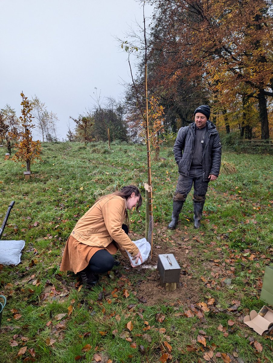 Planting a rowan tree for my Granny.