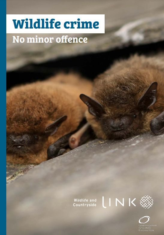 _BCT_'s tweet image. The @WCL_News  #WildlifeCrime report shows the shocking scale of the issue facing nature in 2023 🌍
🐋 1,290 reports of marine mammal incidents
 🦡 636 reports of badger crime
 🦇 184 bat incidents
 🦅 153 incidents with birds of prey
📖 Full report here buff.ly/4fEsgCn