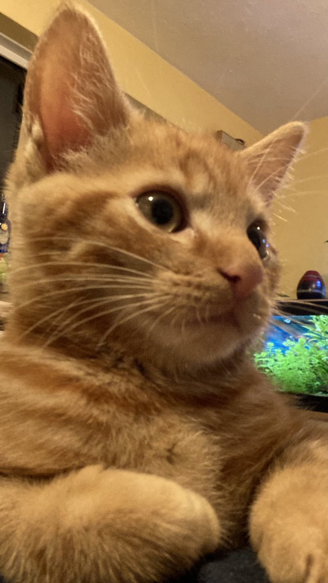 D.V. Catt tweet media