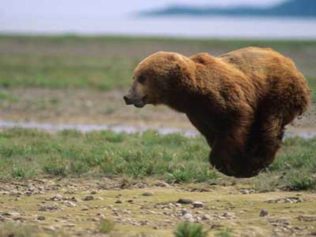 🐻 Bear 🍃 tweet media