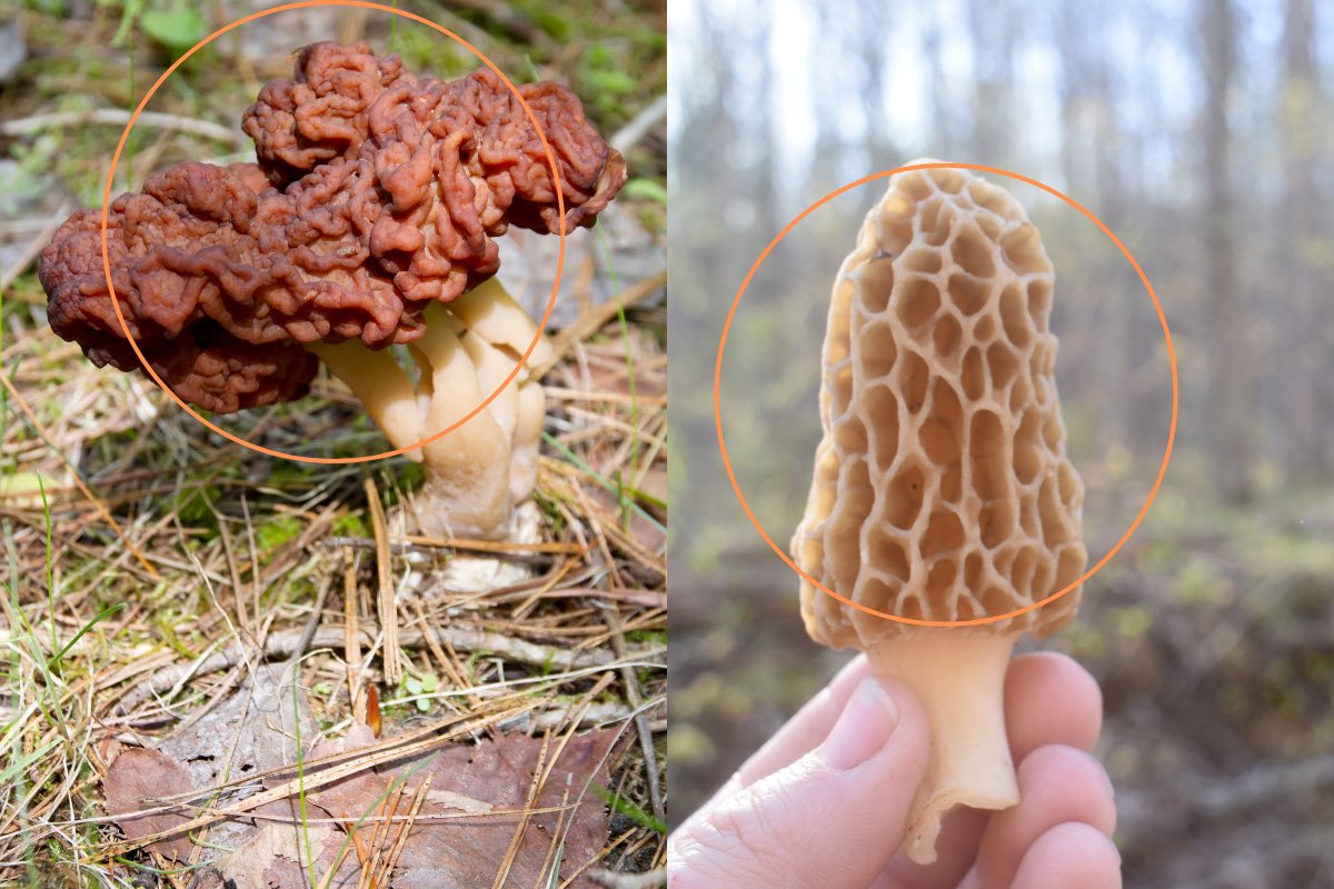 dictionarypod's tweet photo. Do you know which is the TRUE #morel?
#falsemorel
#mushroom #mushrooms #fungi #shrooms #thedictionary #words #wordnerds #knowledge #podcast #dictionary #wordnerd #podcasting #books #geek #geeky #learn #nerd #smart #wordoftheday #book #word #dailypodcast #edutainment #morels https://t.co/HpG7DiBDtT