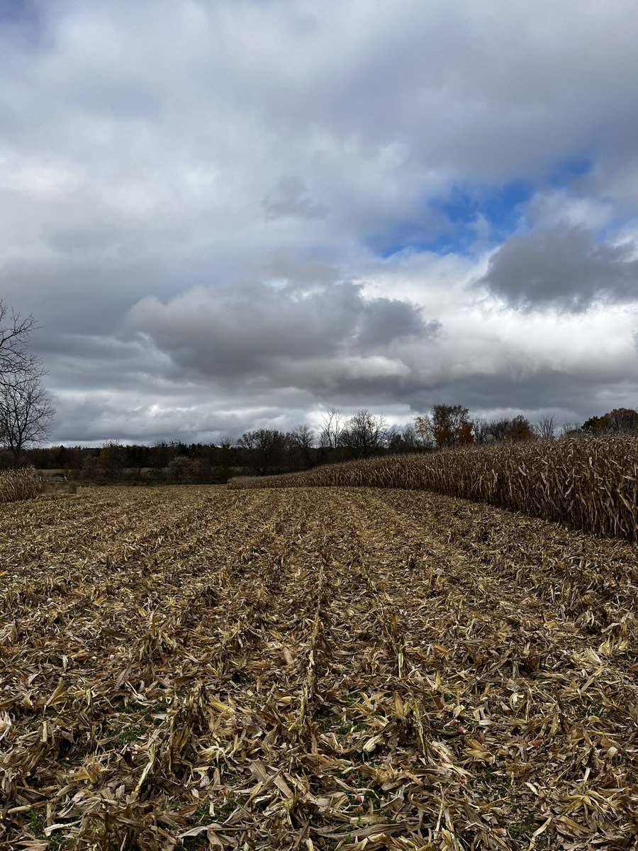 chris_abell_'s tweet photo. Primary tillage is always a big topic. We’re happy with our JD chopping max rolls, followed by a Case 870 running 6-8” with 360 points #ontag #harvest24 https://t.co/8bBpwapGNF