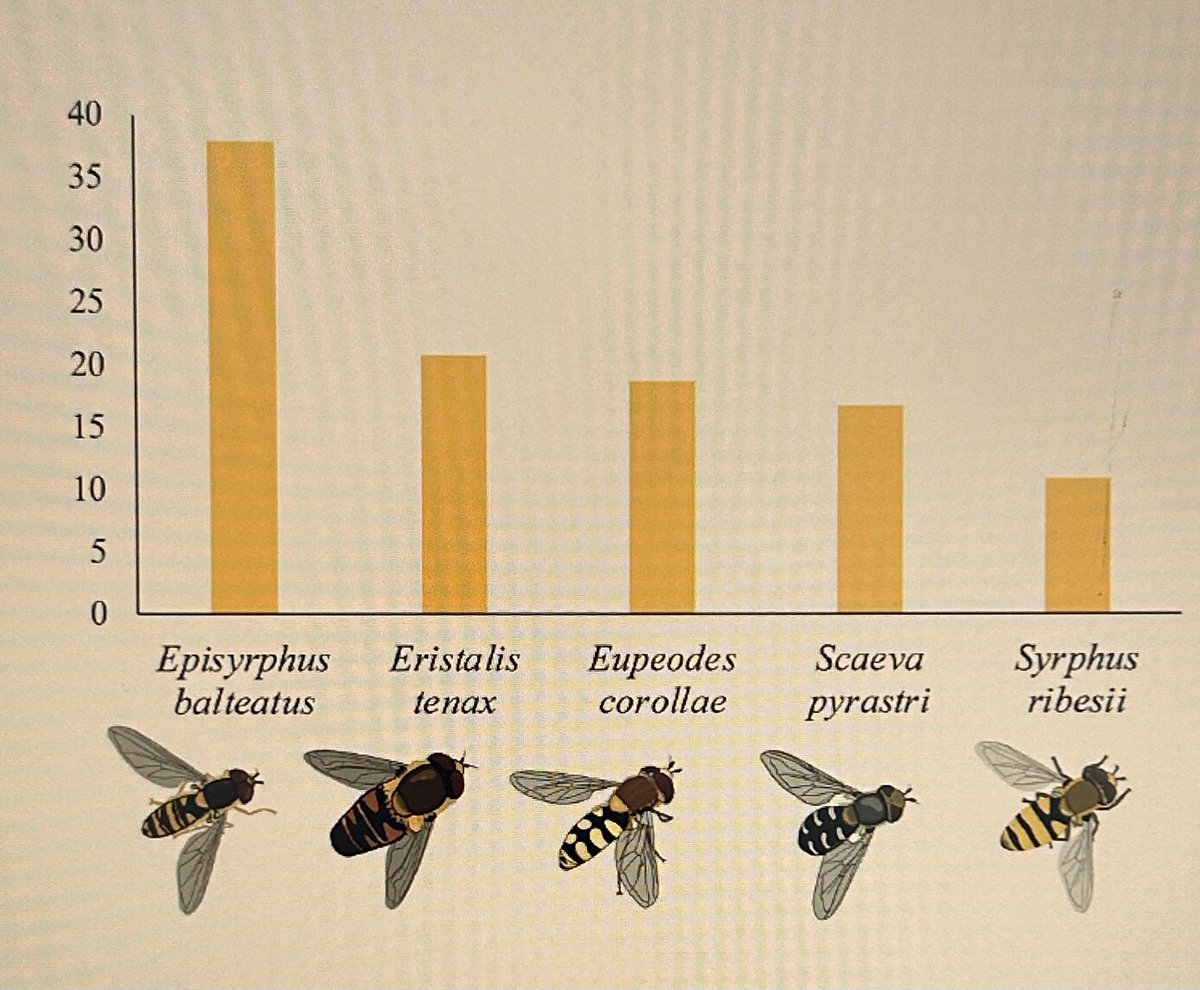Scott Clem, PhD (@allograpta5401) on Twitter photo Check out my #EntSoc24 talk today (2:54pm, room 129B) on hover fly migration! I’ll be discussing our recent review published in <a href="/Ecol_Ent/">Ecological Entomology</a>. Come see the wonderful illustrations by co-author @EntoSamm! <a href="/ECP_Entsoc/">ESA Early Career Professionals Committee</a> <a href="/EntsocAmerica/">Entomological Society of America</a> <a href="/ADipteraYoung/">Andrew D Young</a> <a href="/IllinoisStateU/">Illinois State</a> <a href="/ISUBio/">School of Biological Sciences at Illinois State</a> Check out my #EntSoc24 talk today (2:54pm, room 129B) on hover fly migration! I’ll be discussing our recent review published in <a href="/Ecol_Ent/">Ecological Entomology</a>. Come see the wonderful illustrations by co-author @EntoSamm! <a href="/ECP_Entsoc/">ESA Early Career Professionals Committee</a> <a href="/EntsocAmerica/">Entomological Society of America</a> <a href="/ADipteraYoung/">Andrew D Young</a> <a href="/IllinoisStateU/">Illinois State</a> <a href="/ISUBio/">School of Biological Sciences at Illinois State</a>
