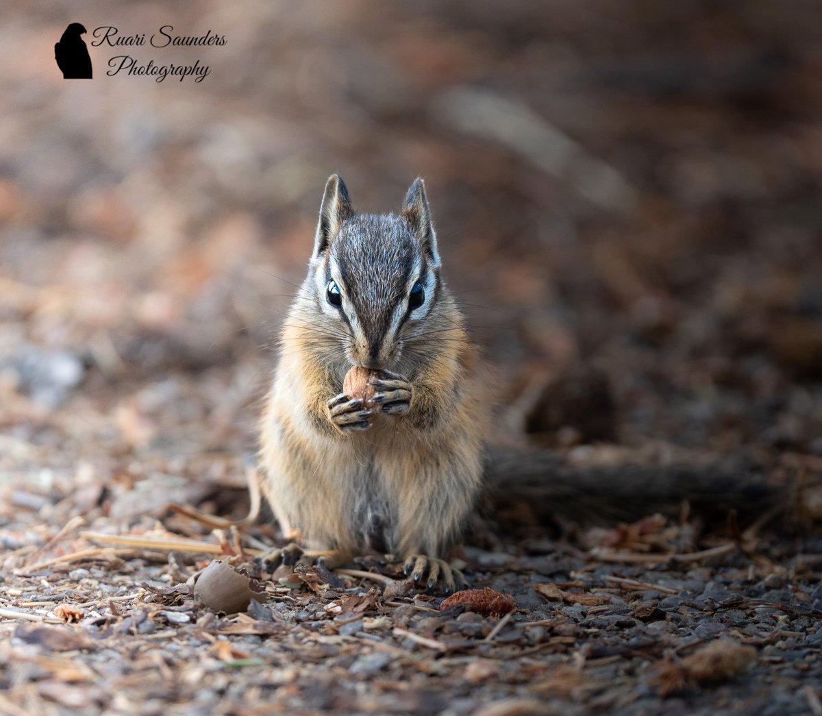 Ruari Saunders Photography tweet media