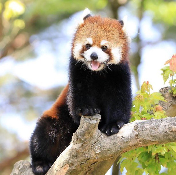 DailyRedPandas's tweet photo. https://t.co/0IoL9W4Bem
