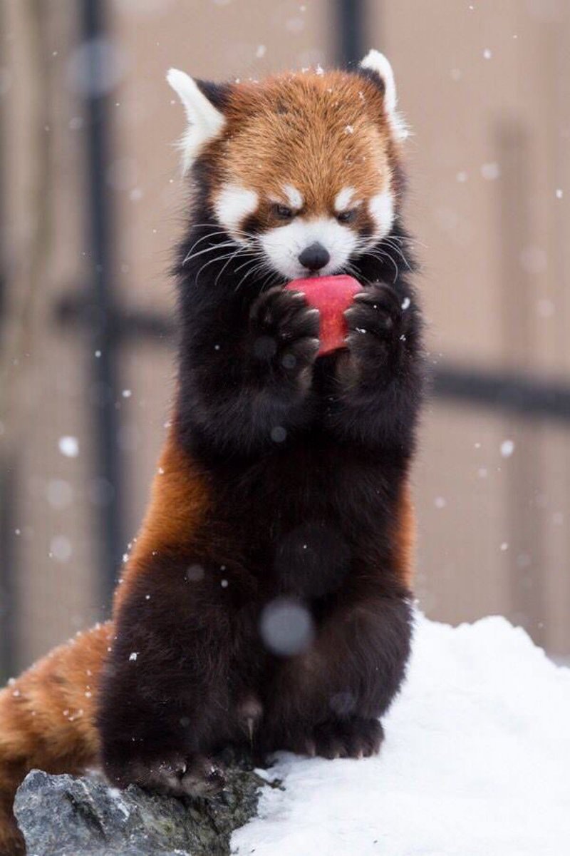 DailyRedPandas's tweet photo. https://t.co/0IoL9W4Bem