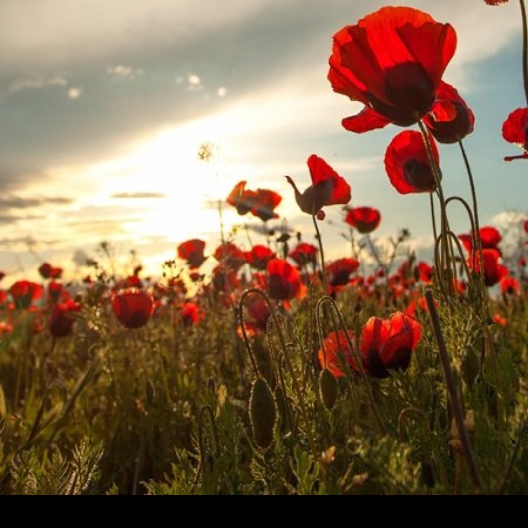 On this #RemembranceSunday, Tactical Supply Wing honours the fallen who made the ultimate sacrifice. We remember their courage and dedication, and stand in solidarity with those who grieve. #LestWeForget #WeWillRememberThem