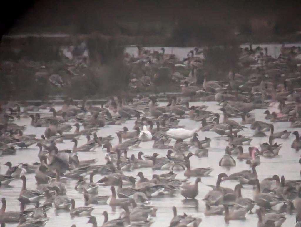 Two snow geese into roost at Swine Moor at 16:25 - last knockings! Also 8000+ pinks and still coming