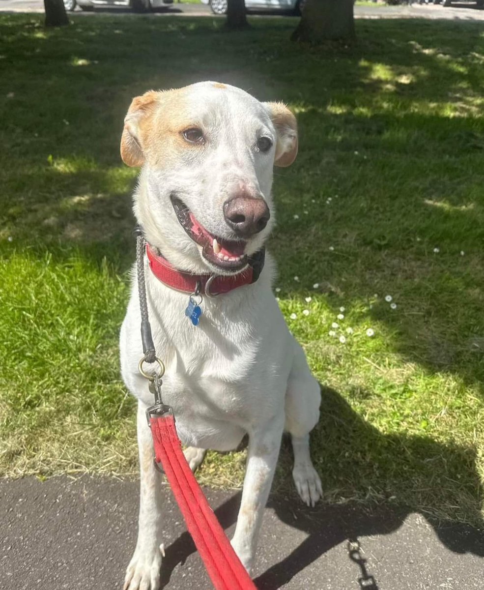 Another of our larger dogs
♥️GEORGE♥️
He does like other dogs but can get grumpy so needs to live as an only dog. 
George can get protective of his people so someone who understands this trait is needed for George 
imminghamdogshome.org/form/
#Lincolnshire #Mablethorpe #Yorkshire