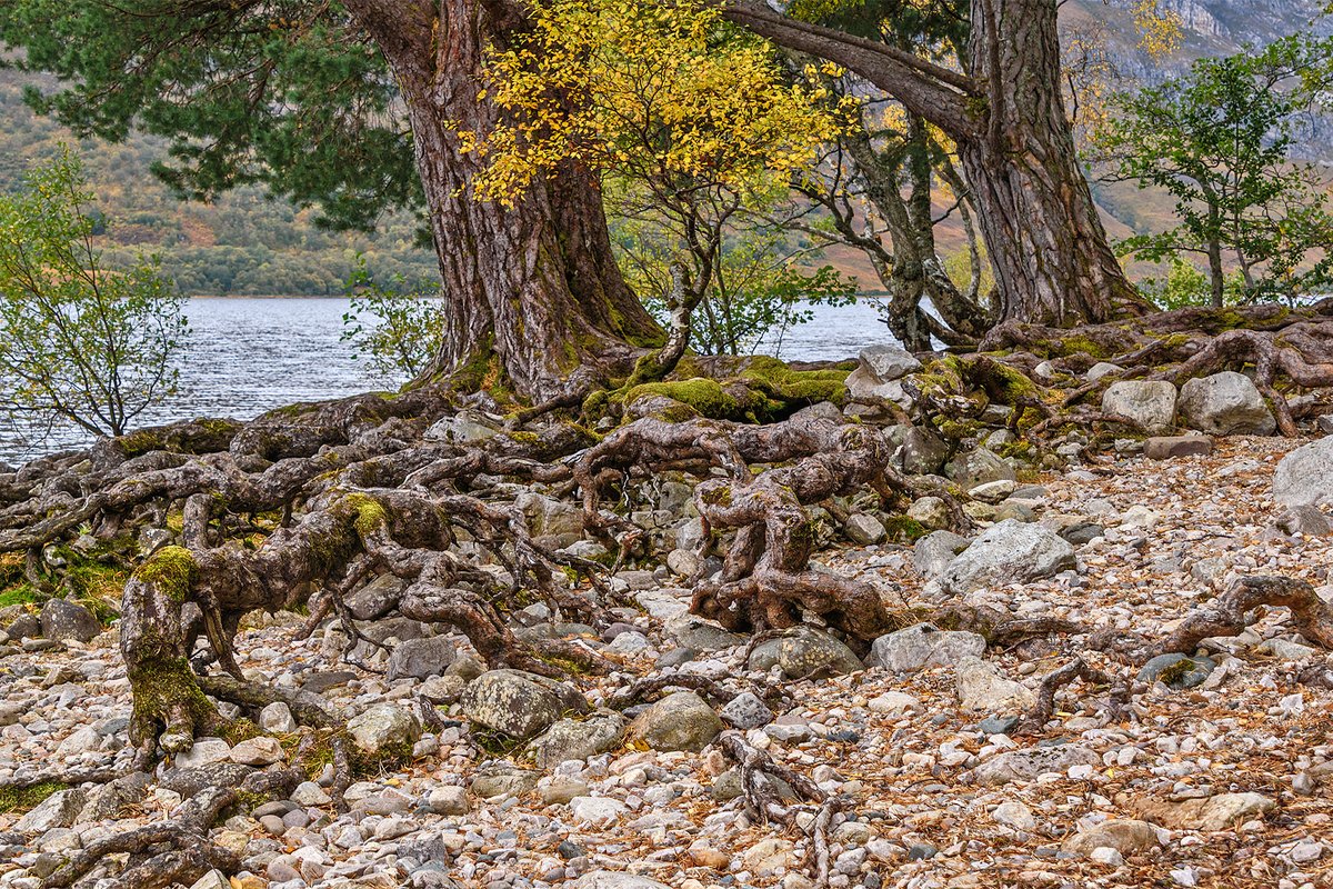 MaureenPlatts's tweet photo. Roots! https://t.co/hp4VZakuE9