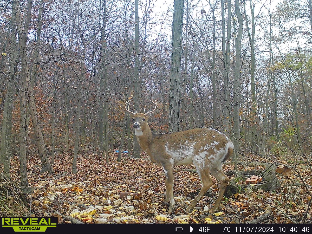 DustyAhrens's tweet photo. Still in awe that at 10 years old, Zane’s first deer was a piebald buck… Get outside and you see some interesting things! Ian’s turn this evening… @MeatEaterTV @tactacam @stevenrinella @RemiWarren @NockOnTV @deerhuntingmag @BmNation #piebald #getoutside https://t.co/l29IHaigIA