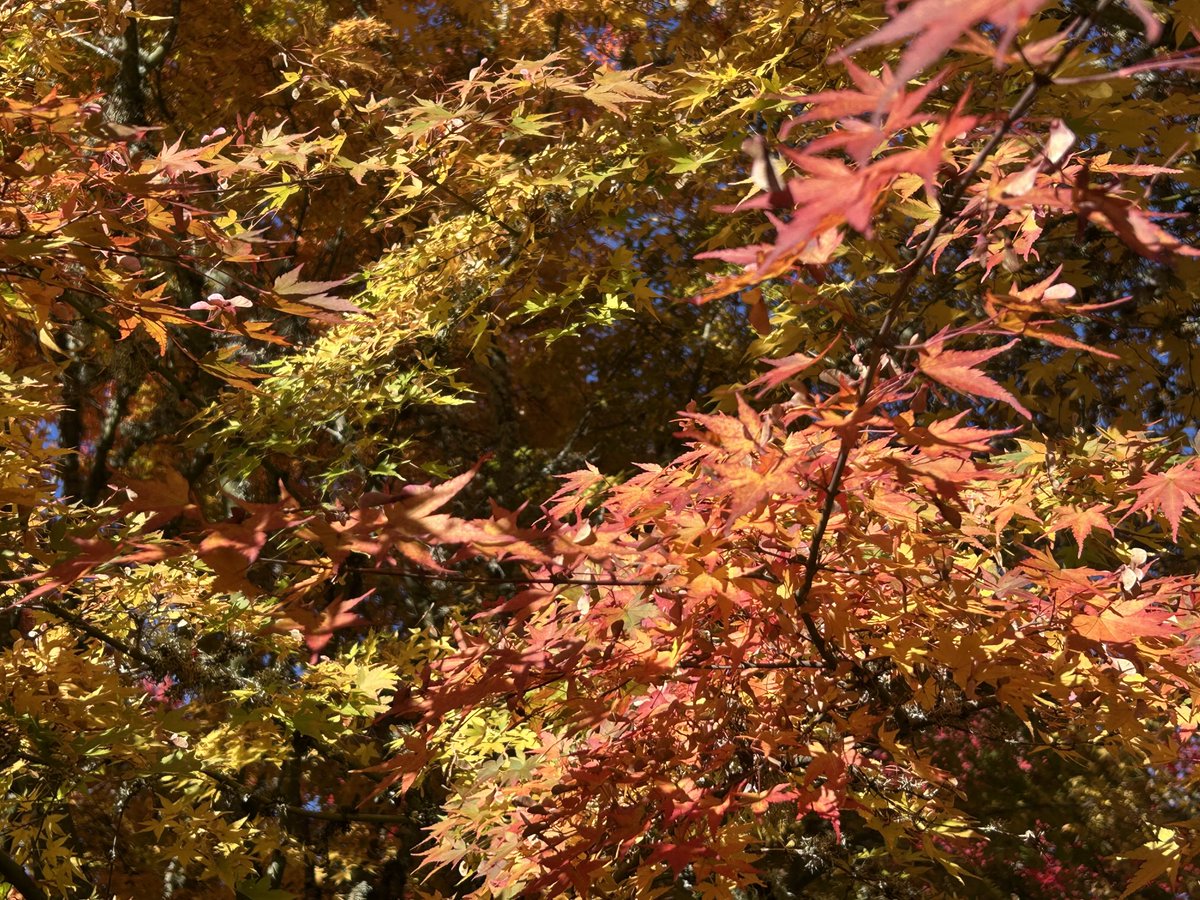 Maple gold