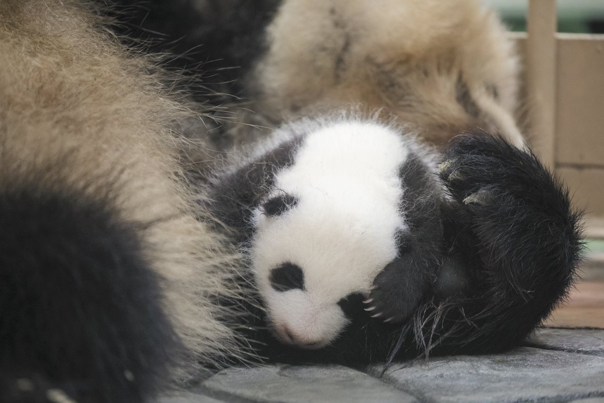 HELLOPANDA2017's tweet photo. ๐๐๐
่ฏๆตใจๅฝฉๆต โค๏ธ
#mother #ๆฏ #ใใ #throwback
#cutepanda #funnypanda #panda #ใใณใ #pandababy #pandas #cute #animal #animals #zoo #baby #love #adventureworld #ใขใใใณใใฃใผใฏใผใซใ #ๅ็ฉ #ๅ็ฉๅ #ใใใใ #ใใใกใใ #ใใคใใผ #hellopanda https://t.co/GySRnCA8Hz