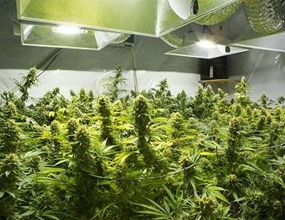 Wakefield Special Constabulary (@wyp_wdspecials) on Twitter photo Monday 4th of November, section officer Field 7767 attended a suspected burgarly emergency graded call!
On arrival we came across a cannabis farm. This is now siezed and has taken alot of cannabis off of West Yorkshire. #BeSpecial <a href="/WYP_Specials/">WY Police Specials</a> <a href="/WestYorksPolice/">West Yorkshire Police</a> <a href="/WakefieldPolice/">WYP_WakefieldPolice</a> Monday 4th of November, section officer Field 7767 attended a suspected burgarly emergency graded call!
On arrival we came across a cannabis farm. This is now siezed and has taken alot of cannabis off of West Yorkshire. #BeSpecial <a href="/WYP_Specials/">WY Police Specials</a> <a href="/WestYorksPolice/">West Yorkshire Police</a> <a href="/WakefieldPolice/">WYP_WakefieldPolice</a>