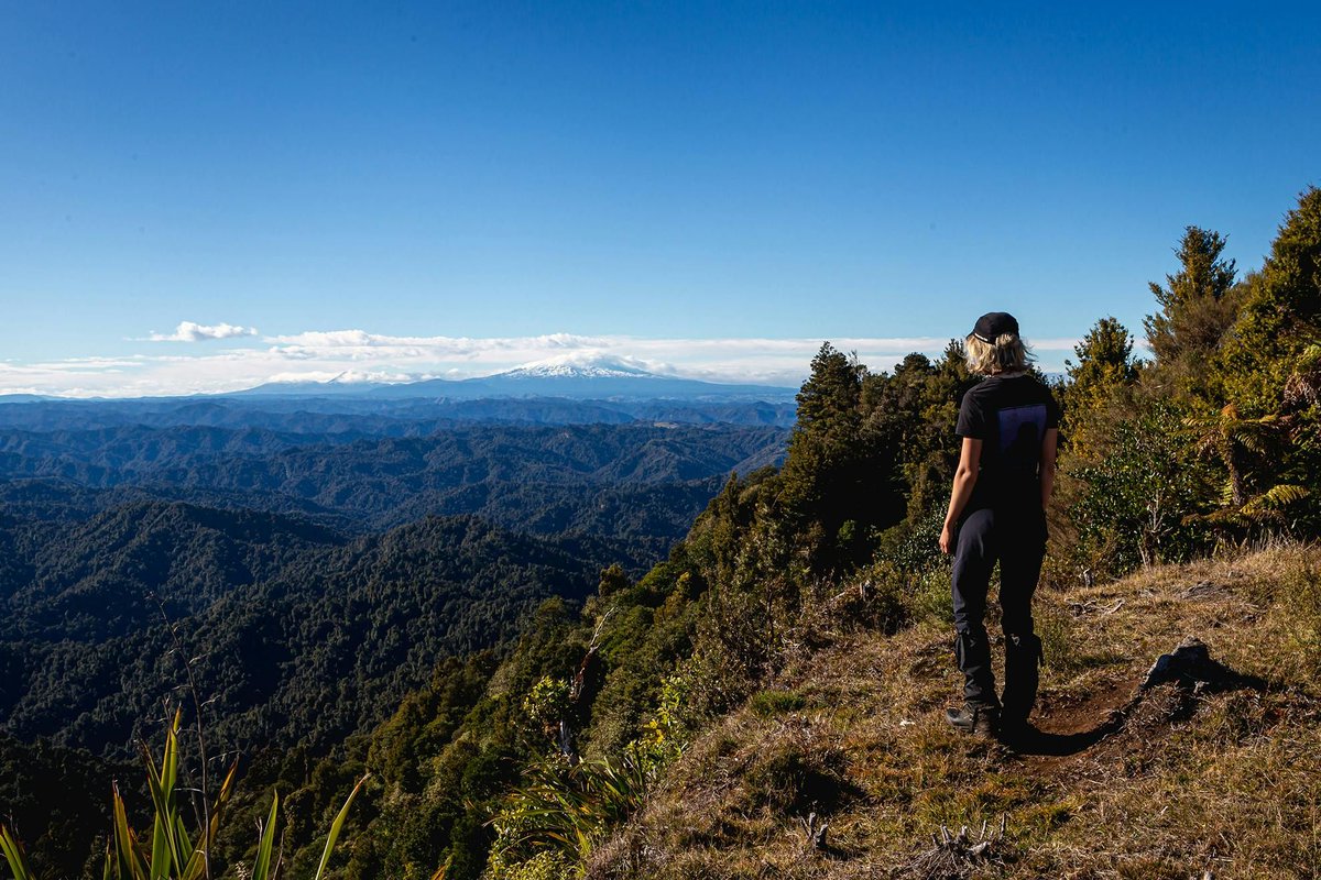 NZ Wilderness tweet media