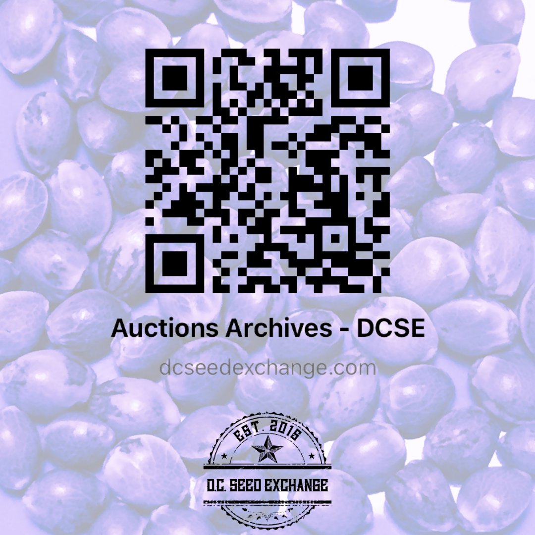 DCSeedExchange's tweet photo. Last Chance to Bid on #bluestarseedco Family Blues Box Set benefiting @HG4HEROES!

This is your last chance to own a piece of cannabis history.

The Family Blues Box Set features five feminized seed lines utilizing three #DJShort mother plants and three other crosses from Blue Star (Blueberry x Sensi Star), all to the Blue Star mother plant. A true collector’s item worth over $400!

From Blue Star: “There are likely 60 seeds in there, as I usually put an extra seed in each pack.  Plus, 2 of those lines are sold out and only available through the box sets, Grape Juice Cocktail and Flo Star.”

FAMILY BLUES V3 F1 (DJ SHORT 98 F4 BLUEBERRY X BLUE STAR) 9 Feminized Seeds
FLO STAR F1 (DJ SHORT 91 F4 FLO X BLUE STAR) 9 Feminized Seeds
GRAPE JUICE COCKTAIL F1 (DJ SHORT F4 G2 “GRAPE KRUSH PHENO” X BLUE STAR) 9 Feminized Seeds
MAYBERRY S1 (BLUE STAR X BLUE STAR) 9 Feminized Seeds
STAR DREAM F1 (BLUE DREAM X BLUE STAR) 9 Feminized Seeds
BLUEBERRY LEMON SHAKE-UP F1  (Lemon Head x Blue Star) 9 Feminized Seeds

Scan the QR code or bit the link in our bio for more information!
📲💳📦🌰🌱🌳❄️🔥💨🤩🇺🇸#dcseedexchange #seeds #seedbank #cannabiscommunity #growyourown #indica #sativa #blueberryf5 #charityauction #veteransday #veteranauction