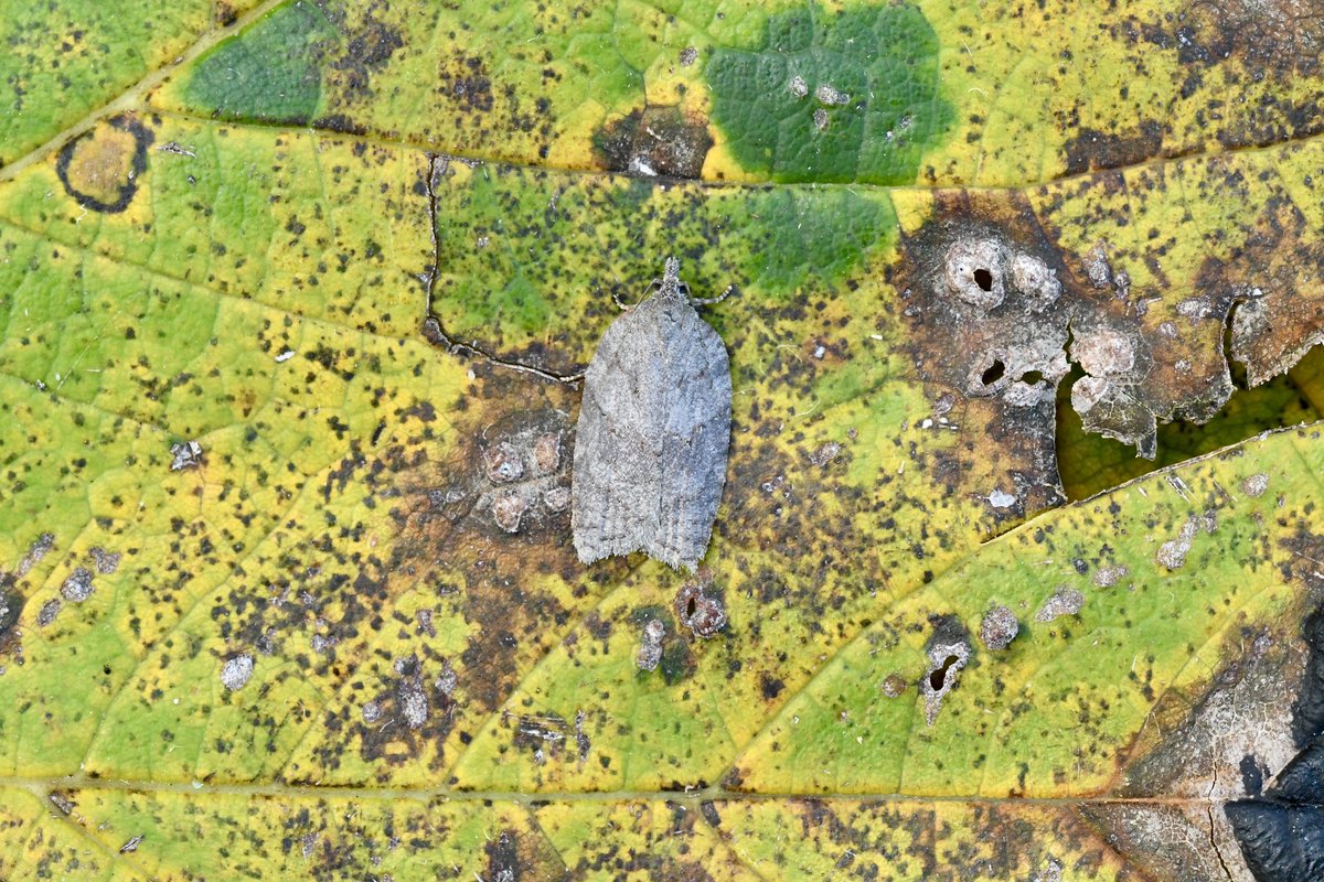 Kevan Brett (@kevanbrett) on Twitter photo #moths to the garden over weekend are slowing up with the colder nights 27/8 Saturday & 29/15 Sunday but still lovely species to see , only NFY was a Brick. Angle shades was the most common with migrants of RDPearl, D-back and Silver Y <a href="/norfolkmoths/">Norfolk Moths (Jim Wheeler CMR)</a> @NorfolkNats <a href="/BC_Norfolk/">BC Norfolk</a> #moths to the garden over weekend are slowing up with the colder nights 27/8 Saturday & 29/15 Sunday but still lovely species to see , only NFY was a Brick. Angle shades was the most common with migrants of RDPearl, D-back and Silver Y <a href="/norfolkmoths/">Norfolk Moths (Jim Wheeler CMR)</a> @NorfolkNats <a href="/BC_Norfolk/">BC Norfolk</a>