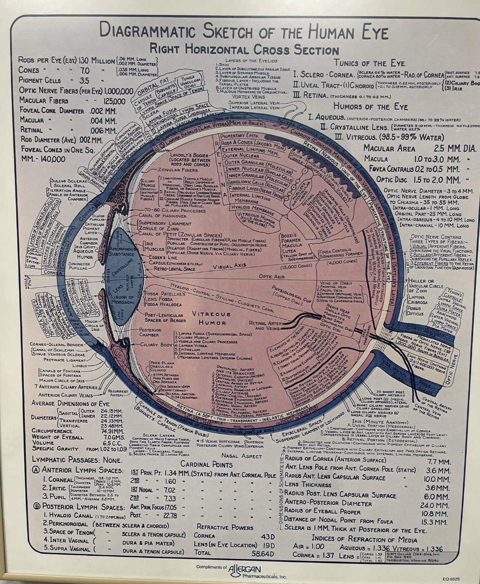 OGdukeneurosurg's tweet photo. Human Eye https://t.co/cVjKtoeQfC