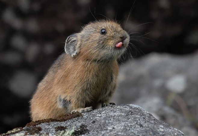 JapanesePikaSOL's tweet photo. Worlds cutest $PIKA

https://t.co/QfDoGDwnwm https://t.co/LzeGg3kQxY