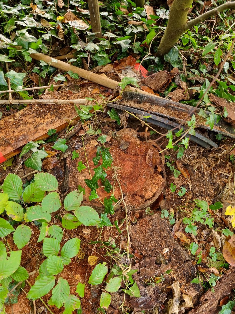 In de permaciltuur bostuin aan de zoomweg die de gemeente heeft gekocht zijn 2 dode bomen weggehaald, terwijl die er stonden ter vergroting van de biodiversiteit. Hoe kan dat,  <a href="/Gem_Wageningen/">Gemeente Wageningen</a>?
