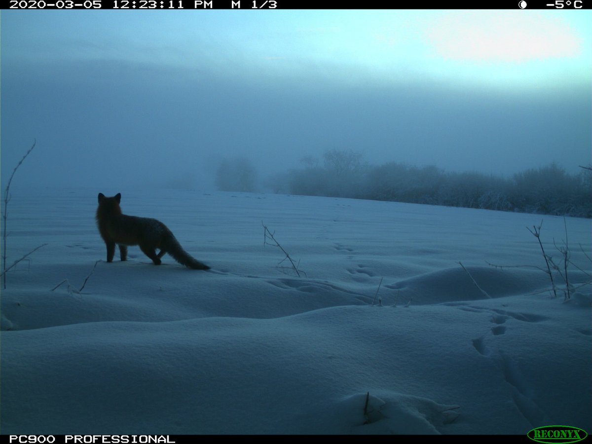 trailcam (@trail_cams) on Twitter photo 