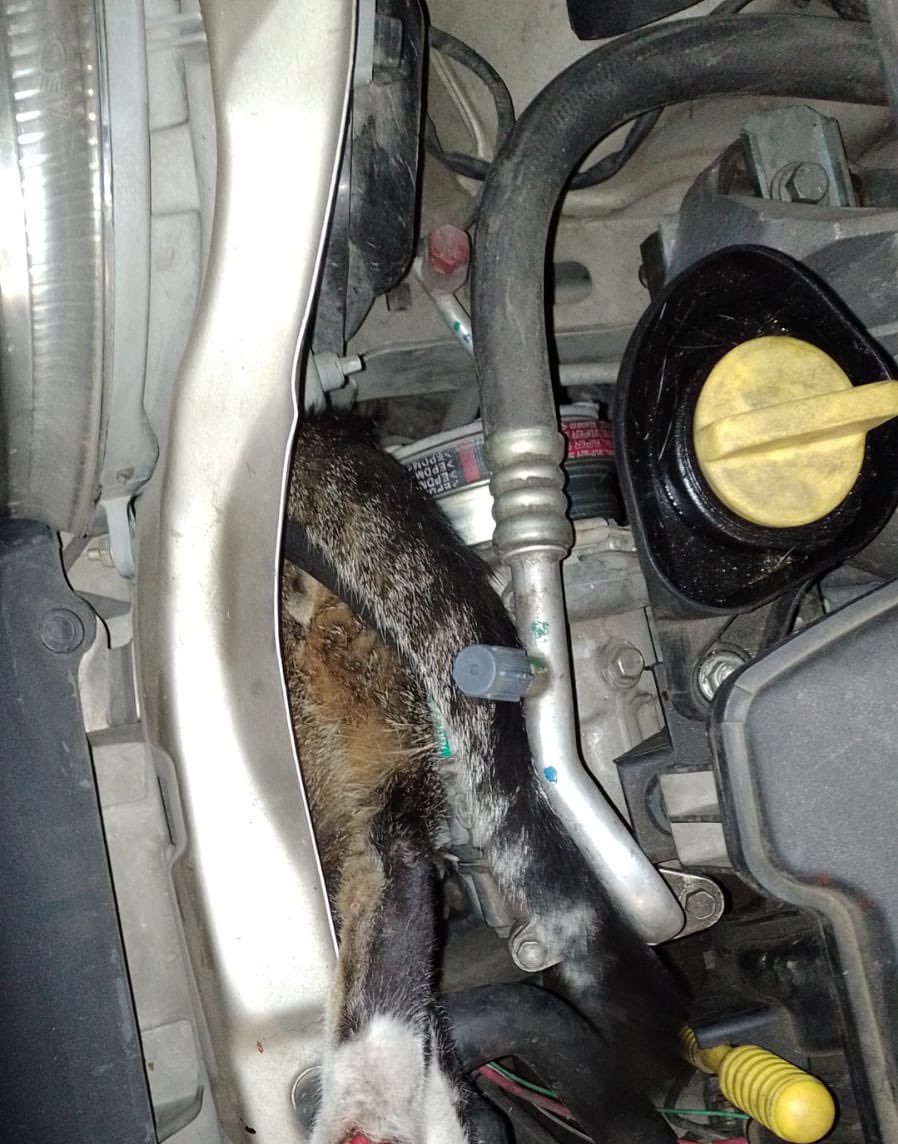 BomberosBuga's tweet photo. Bomberos atendió llamado de emergencia en el albergue, donde un gato se había quedado atrapado en el motor de un vehículo. Unidades 👨🏻‍🚒 actuaron de inmediato, logrando retirar al gato de forma segura. Luego, lo inmovilizaron y lo trasladaron a una veterinaria para su atención. https://t.co/Is4Z8LyhiD