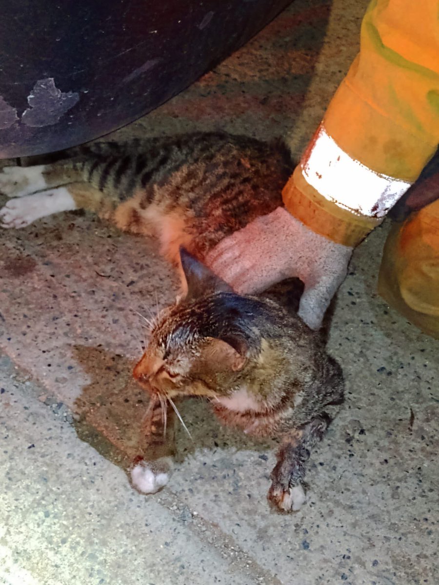 BomberosBuga's tweet photo. Bomberos atendió llamado de emergencia en el albergue, donde un gato se había quedado atrapado en el motor de un vehículo. Unidades 👨🏻‍🚒 actuaron de inmediato, logrando retirar al gato de forma segura. Luego, lo inmovilizaron y lo trasladaron a una veterinaria para su atención. https://t.co/Is4Z8LyhiD